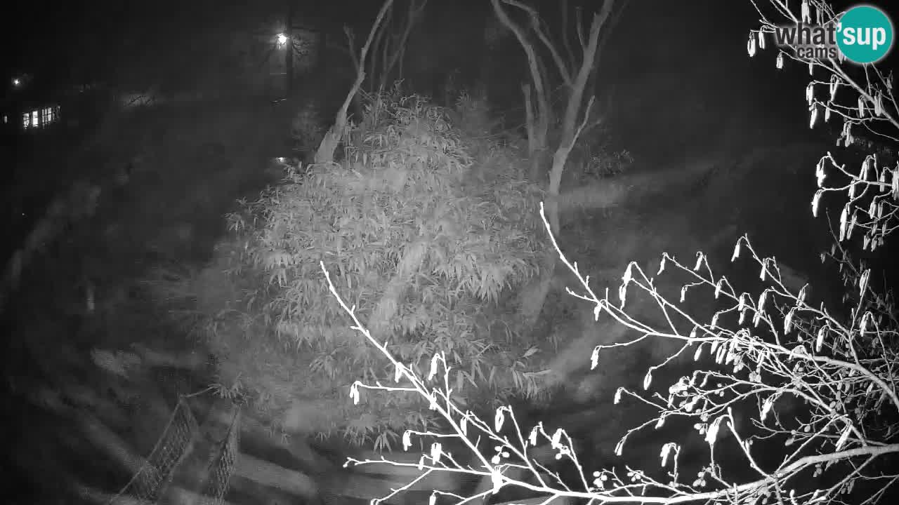 Gibon – Nomascus gabriellae – Zoo Ljubljana web kamera