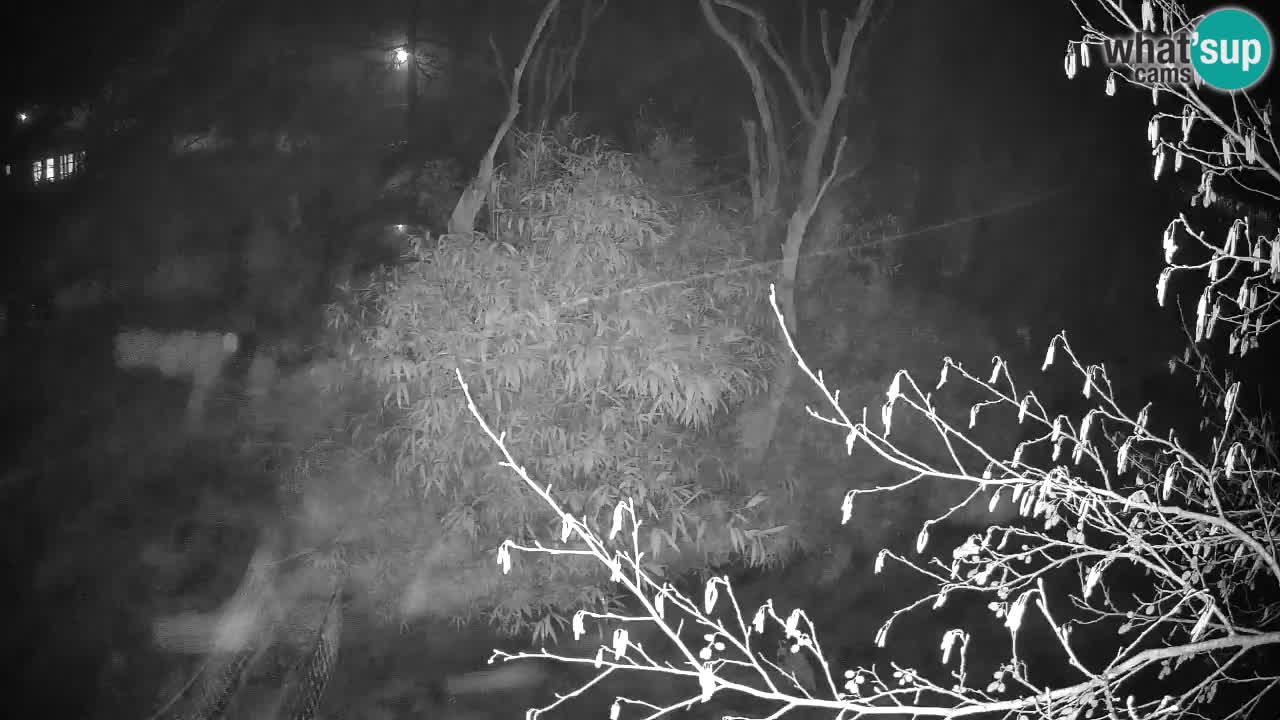 Gibbon à joues jaunes Zoo Ljubljana live cam