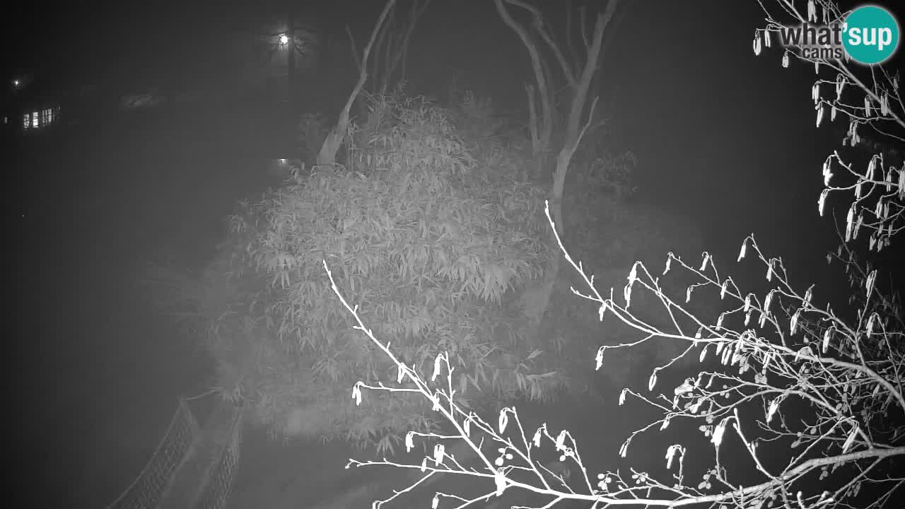 Yellow-cheeked gibbon Zoo Ljubljana livecam