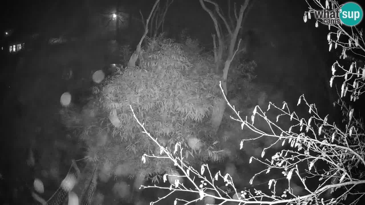 Südlicher Gelbwangen-Schopfgibbon Zoo Ljubljana webcam