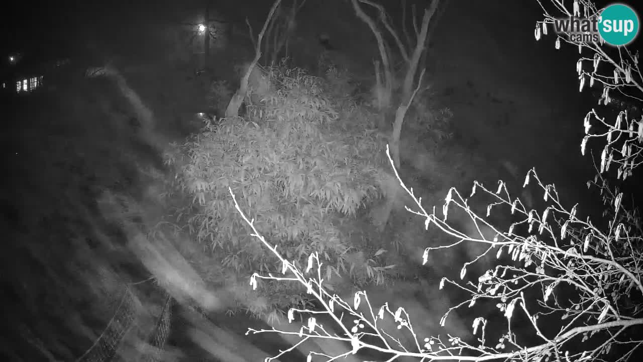 Zlatolični gibon živalski vrt Ljubljana