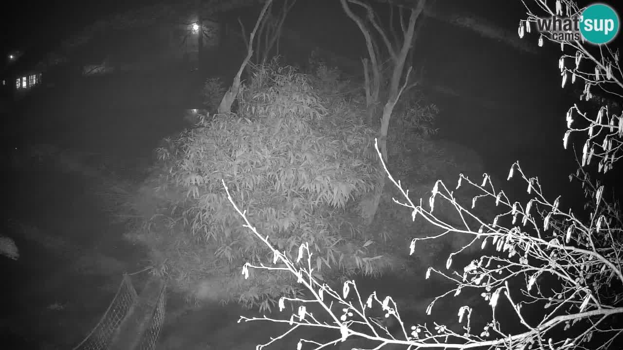 Gibbon à joues jaunes Zoo Ljubljana live cam