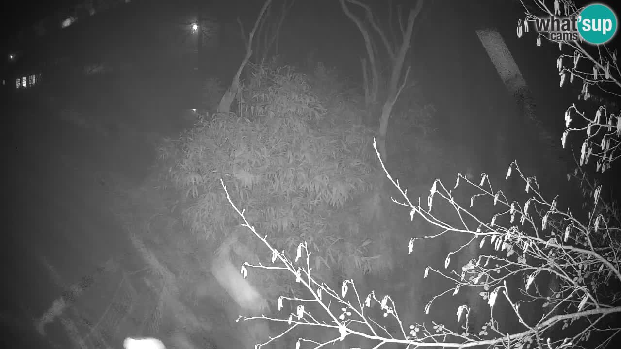 Südlicher Gelbwangen-Schopfgibbon Zoo Ljubljana webcam