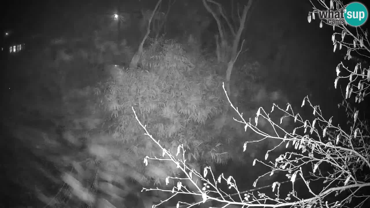 Gibbon à joues jaunes Zoo Ljubljana live cam