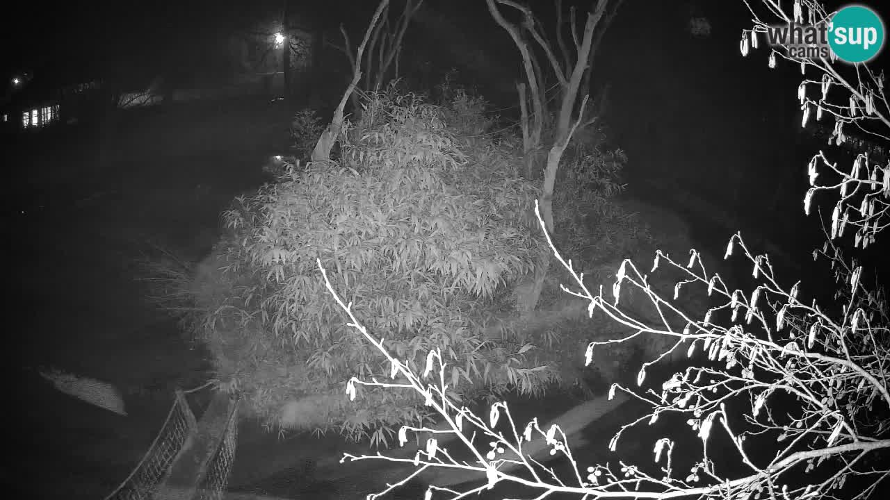 Yellow-cheeked gibbon Zoo Ljubljana livecam