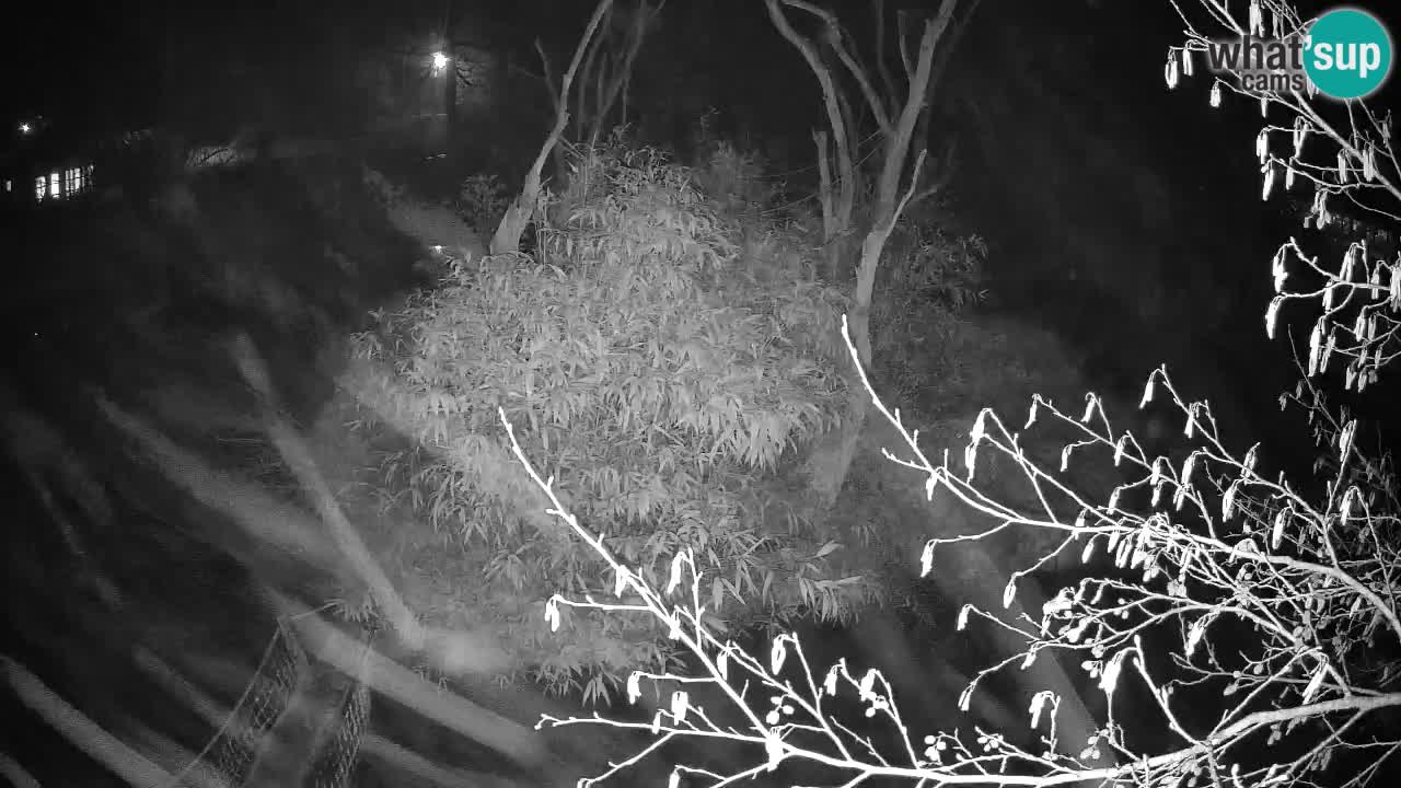 Yellow-cheeked gibbon Zoo Ljubljana livecam