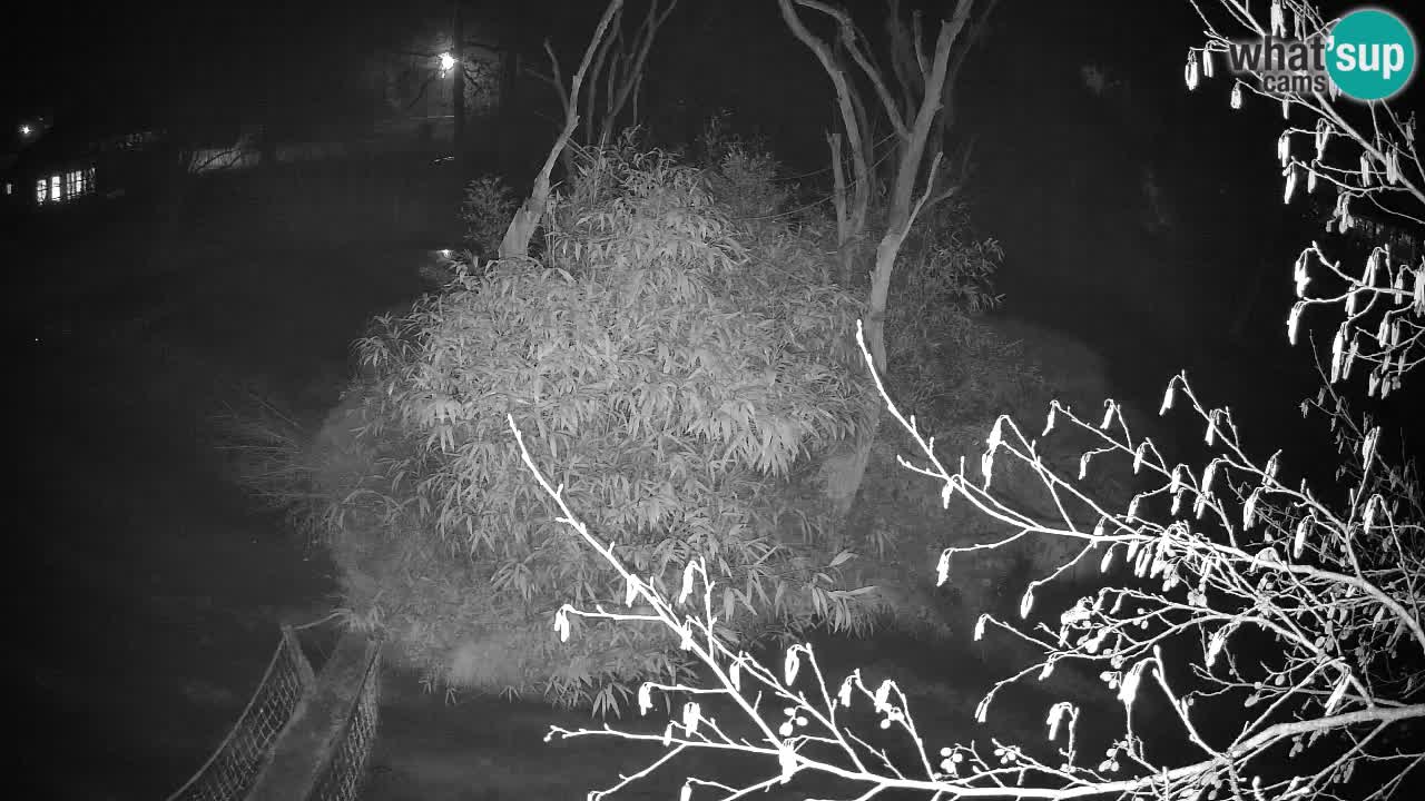 Südlicher Gelbwangen-Schopfgibbon Zoo Ljubljana webcam