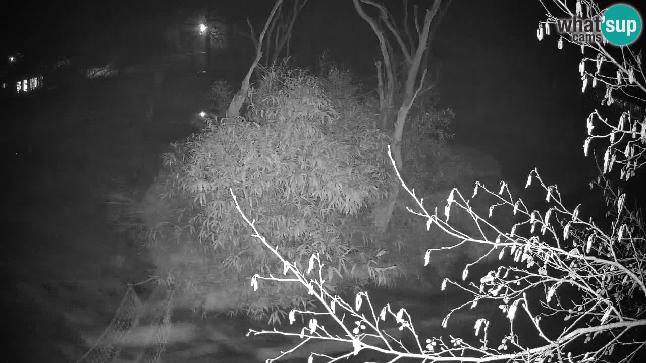 Südlicher Gelbwangen-Schopfgibbon Zoo Ljubljana webcam