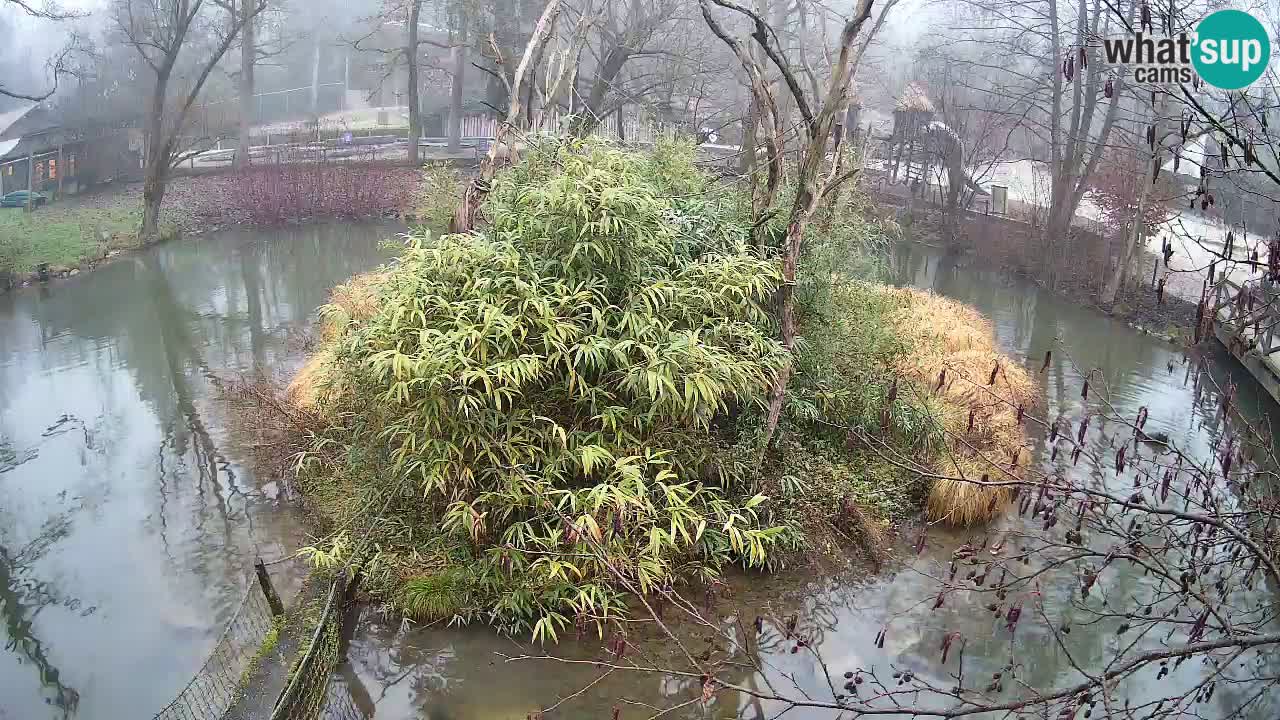 Gibon – Nomascus gabriellae – Zoo Ljubljana web kamera