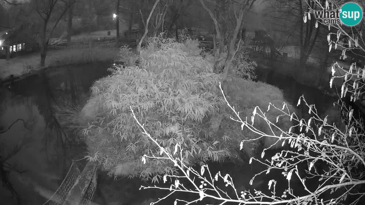 Südlicher Gelbwangen-Schopfgibbon Zoo Ljubljana webcam