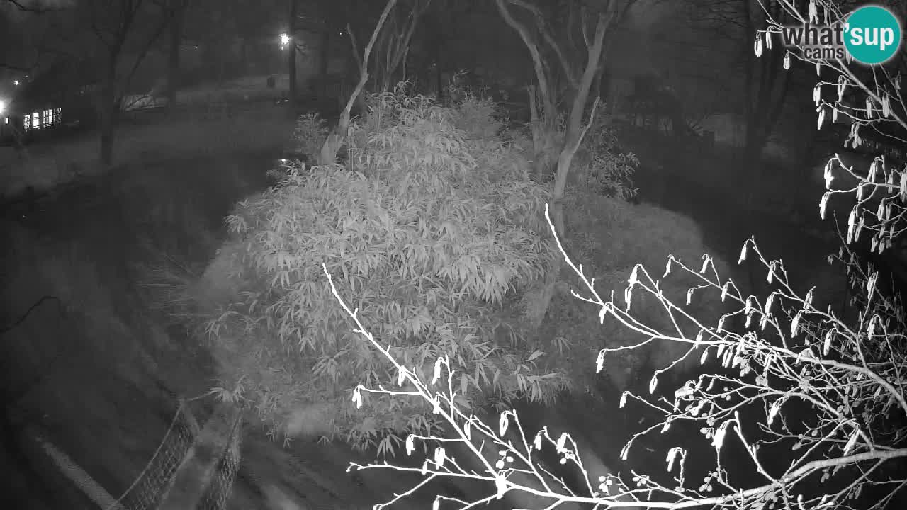 Südlicher Gelbwangen-Schopfgibbon Zoo Ljubljana webcam