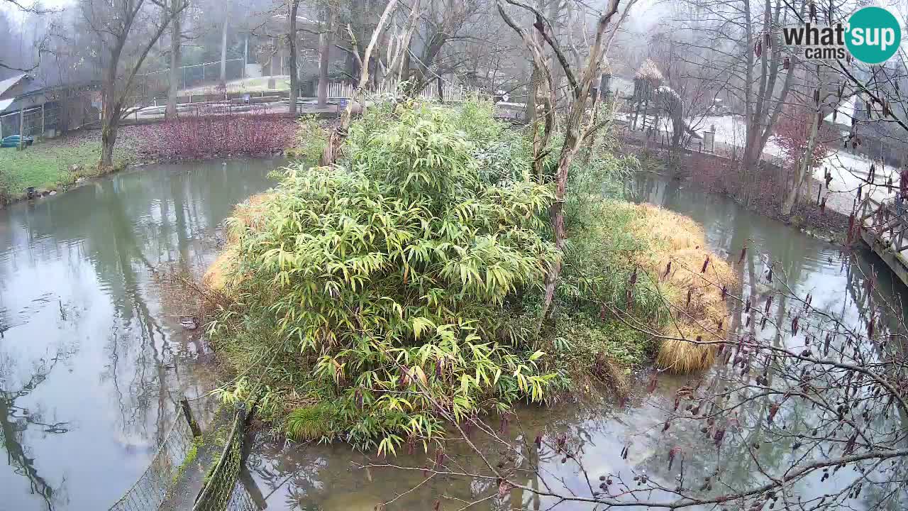 Gibón de mejillas beige Zoo Ljubljana