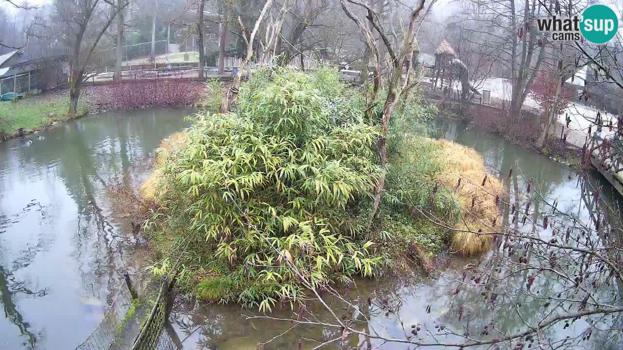 Yellow-cheeked gibbon Zoo Ljubljana livecam