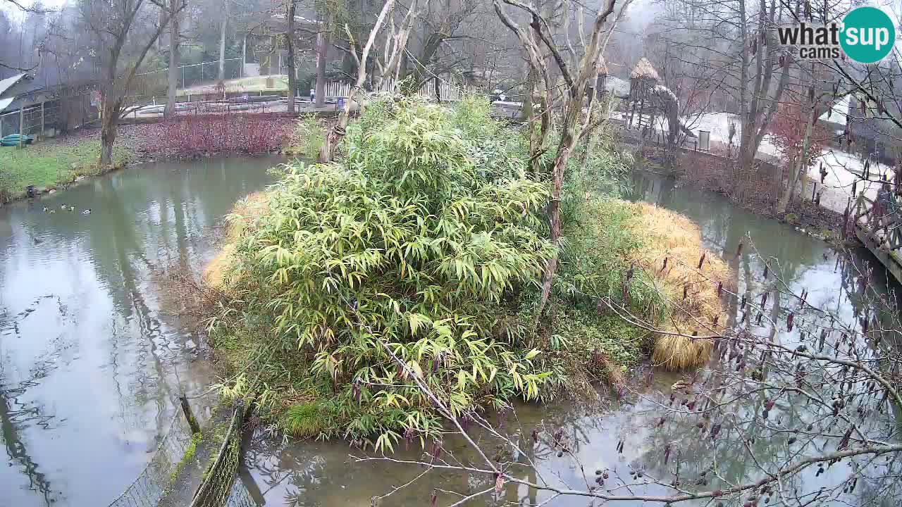 Zlatolični gibon živalski vrt Ljubljana