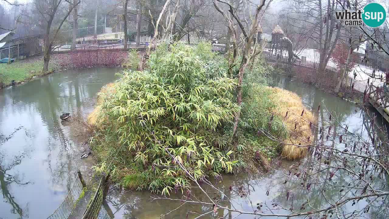 Zlatolični gibon živalski vrt Ljubljana