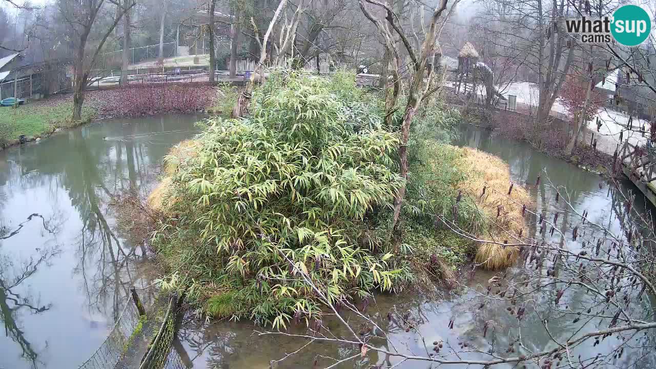 Gibon – Nomascus gabriellae – Zoo Ljubljana web kamera