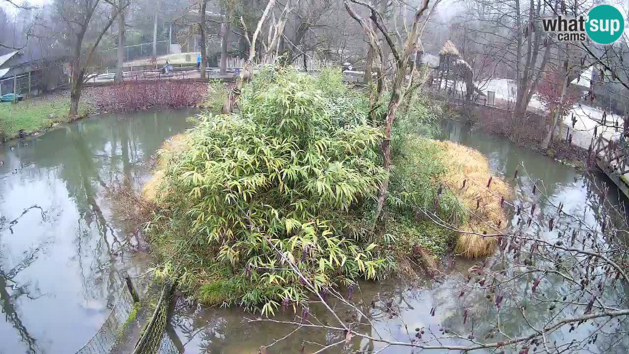 Südlicher Gelbwangen-Schopfgibbon Zoo Ljubljana webcam