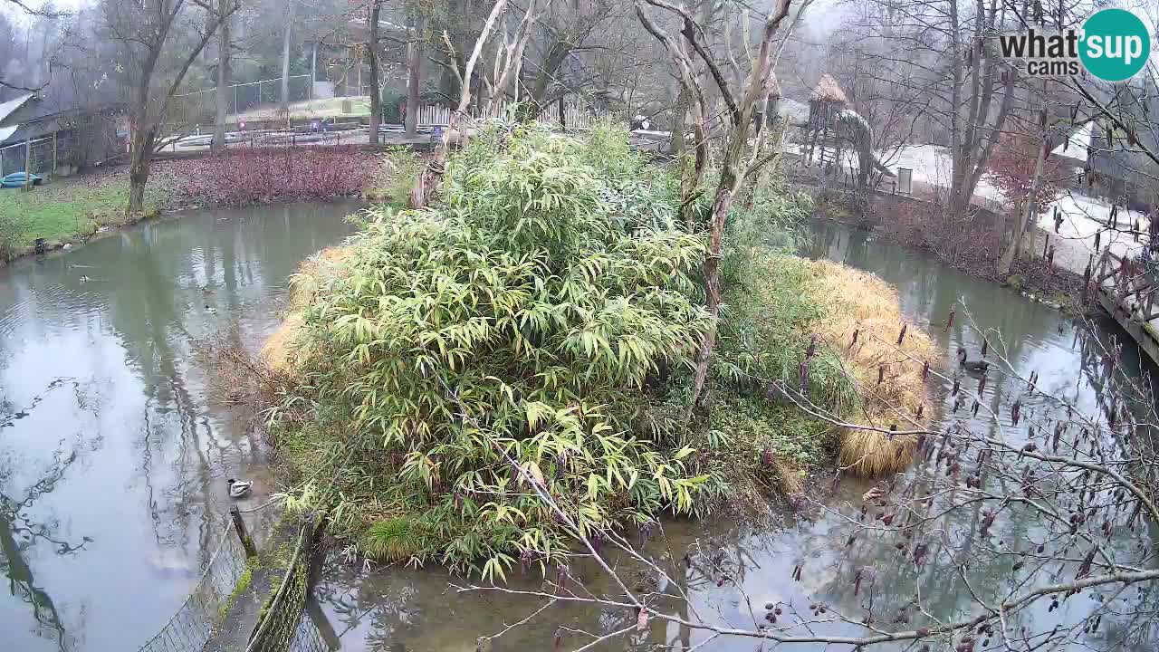 Gibón de mejillas beige Zoo Ljubljana