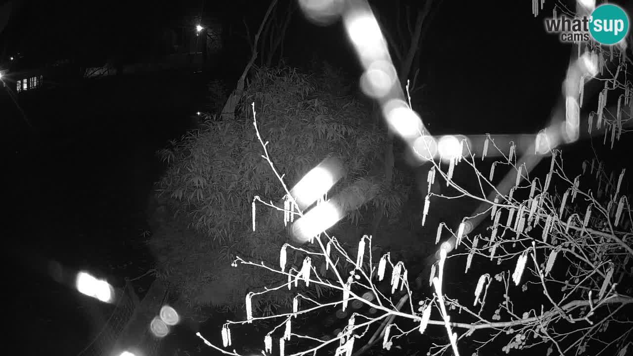 Yellow-cheeked gibbon Zoo Ljubljana livecam