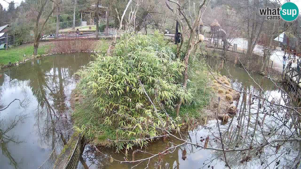 Yellow-cheeked gibbon Zoo Ljubljana livecam