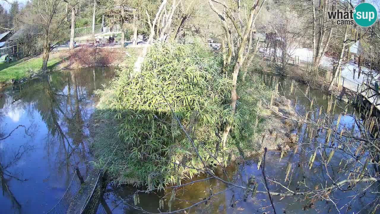 Gibbone dalle guance rosa nello ZOO di Ljubljana