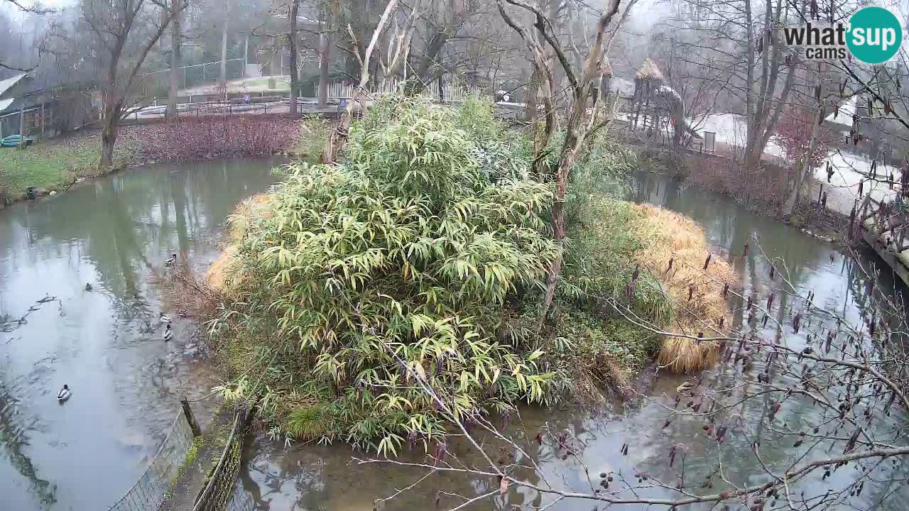 Südlicher Gelbwangen-Schopfgibbon Zoo Ljubljana webcam