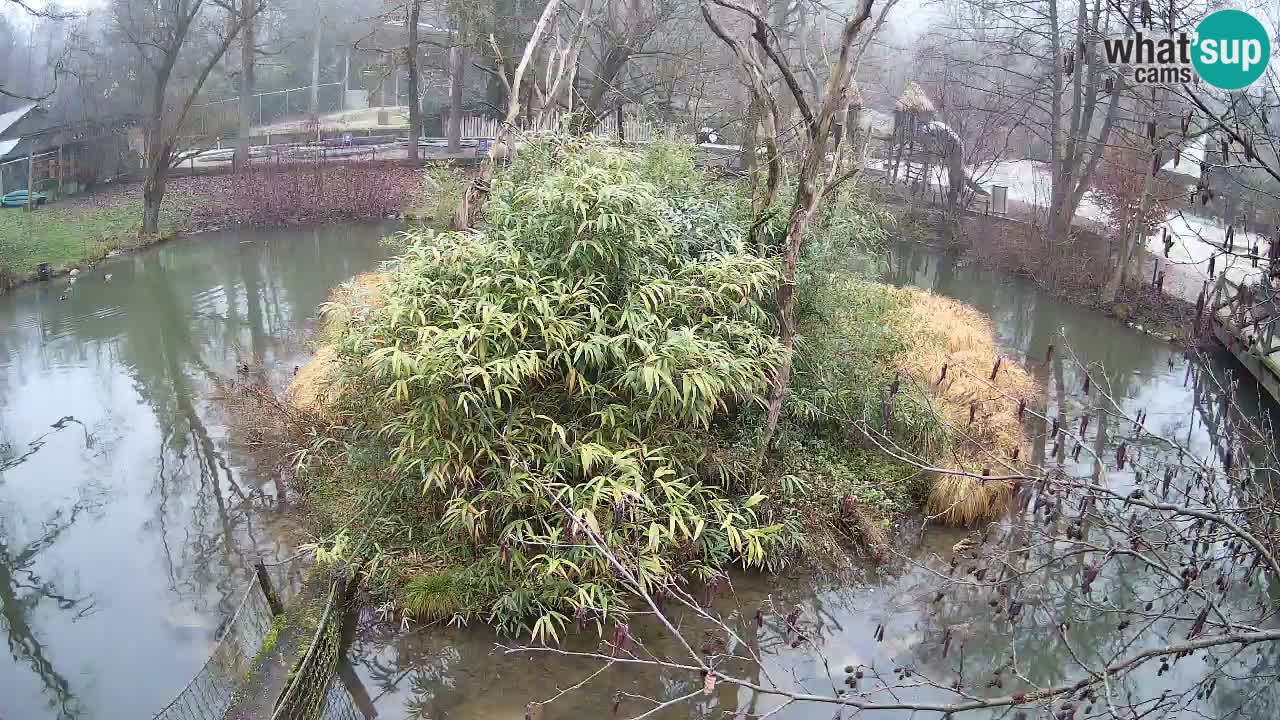 Südlicher Gelbwangen-Schopfgibbon Zoo Ljubljana webcam