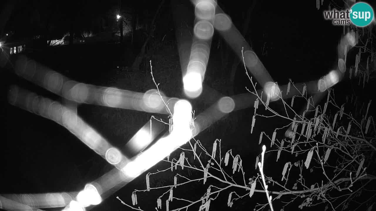 Südlicher Gelbwangen-Schopfgibbon Zoo Ljubljana webcam