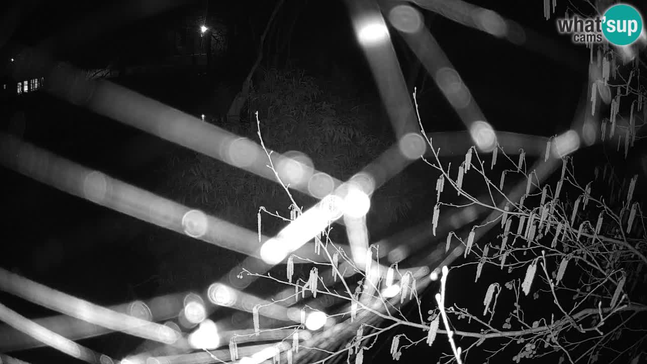 Südlicher Gelbwangen-Schopfgibbon Zoo Ljubljana webcam