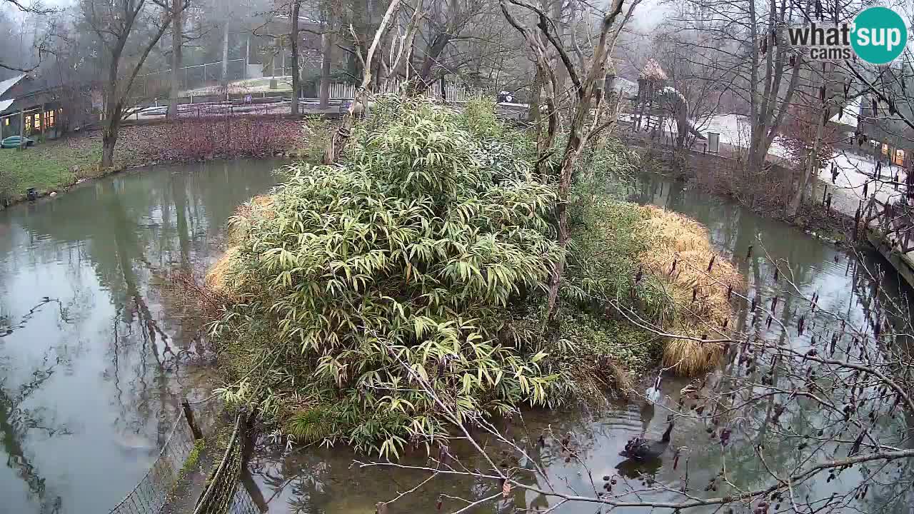 Yellow-cheeked gibbon Zoo Ljubljana livecam