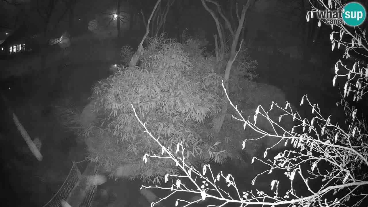 Südlicher Gelbwangen-Schopfgibbon Zoo Ljubljana webcam