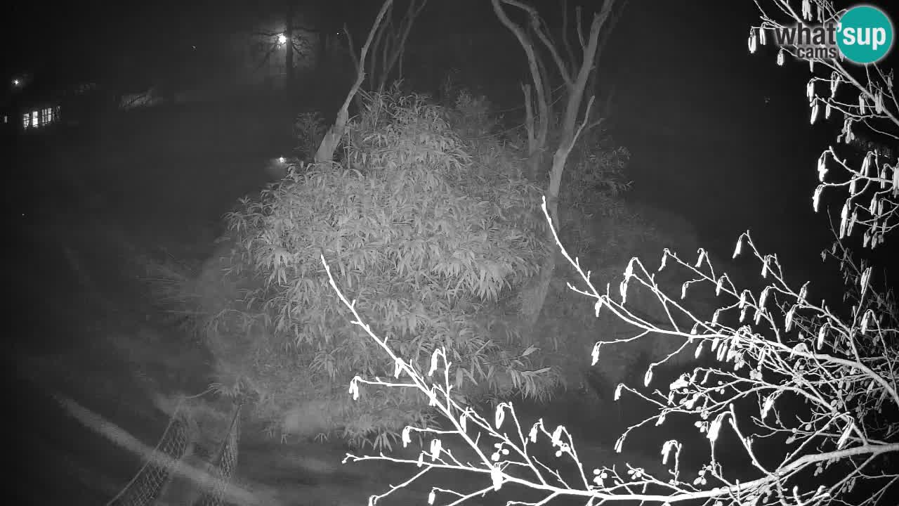 Gibbon à joues jaunes Zoo Ljubljana live cam