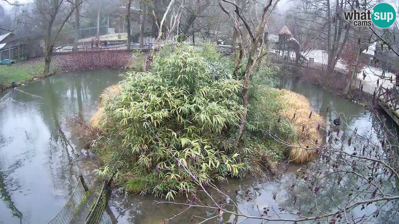 Gibbon à joues jaunes Zoo Ljubljana live cam