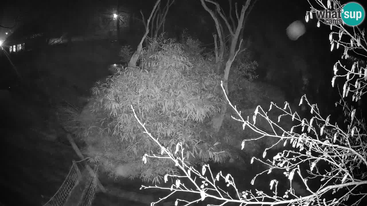 Gibbon à joues jaunes Zoo Ljubljana live cam