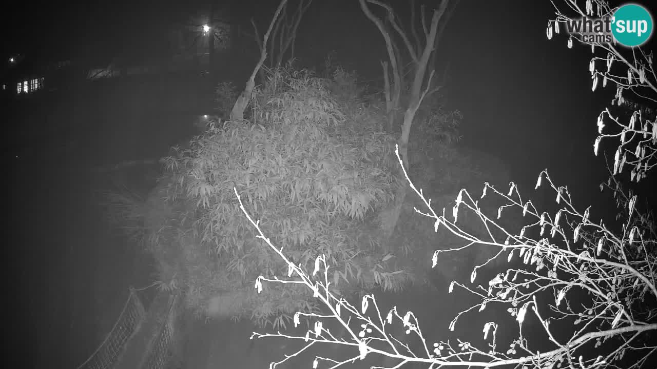 Gibbon à joues jaunes Zoo Ljubljana live cam