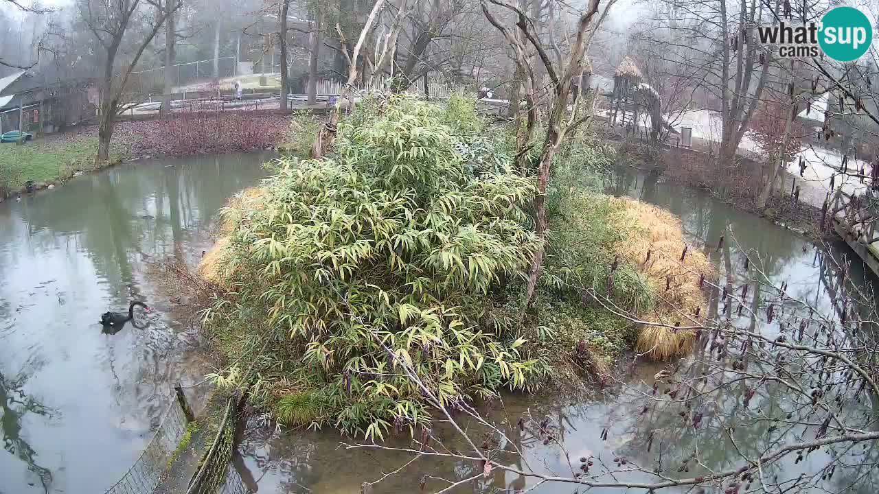 Gibon – Nomascus gabriellae – Zoo Ljubljana web kamera