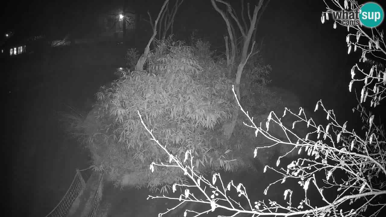 Südlicher Gelbwangen-Schopfgibbon Zoo Ljubljana webcam