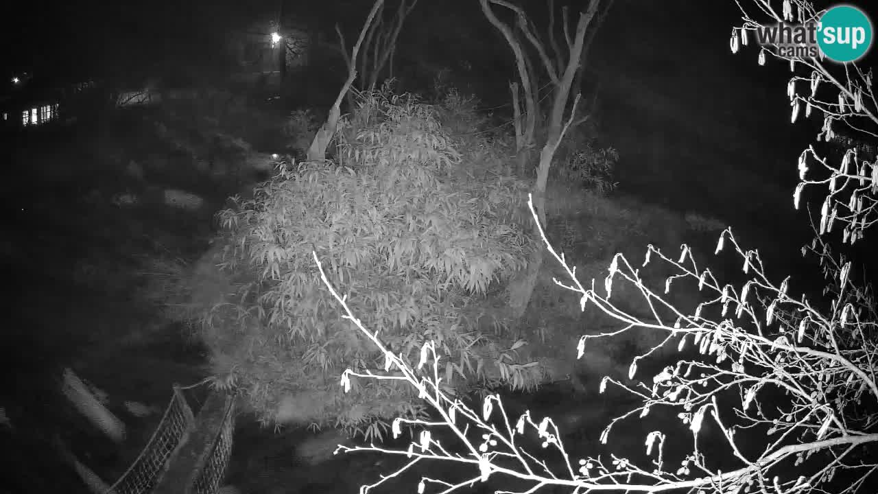 Südlicher Gelbwangen-Schopfgibbon Zoo Ljubljana webcam