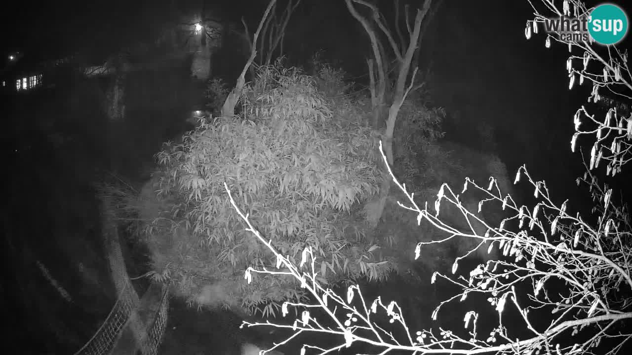 Südlicher Gelbwangen-Schopfgibbon Zoo Ljubljana webcam