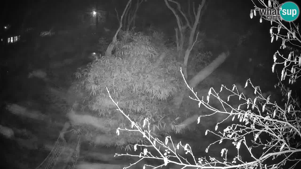 Südlicher Gelbwangen-Schopfgibbon Zoo Ljubljana webcam