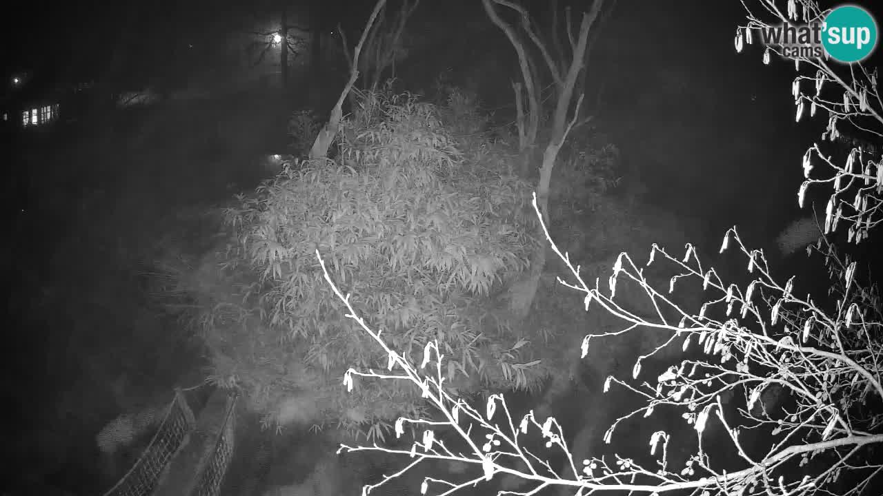 Yellow-cheeked gibbon Zoo Ljubljana livecam