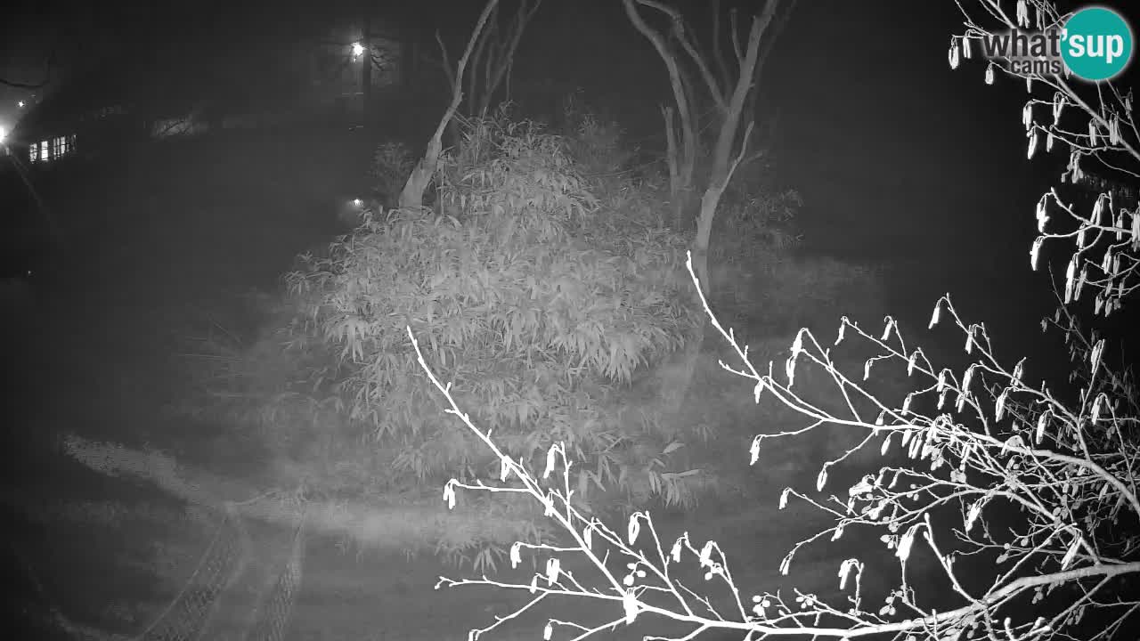 Yellow-cheeked gibbon Zoo Ljubljana livecam