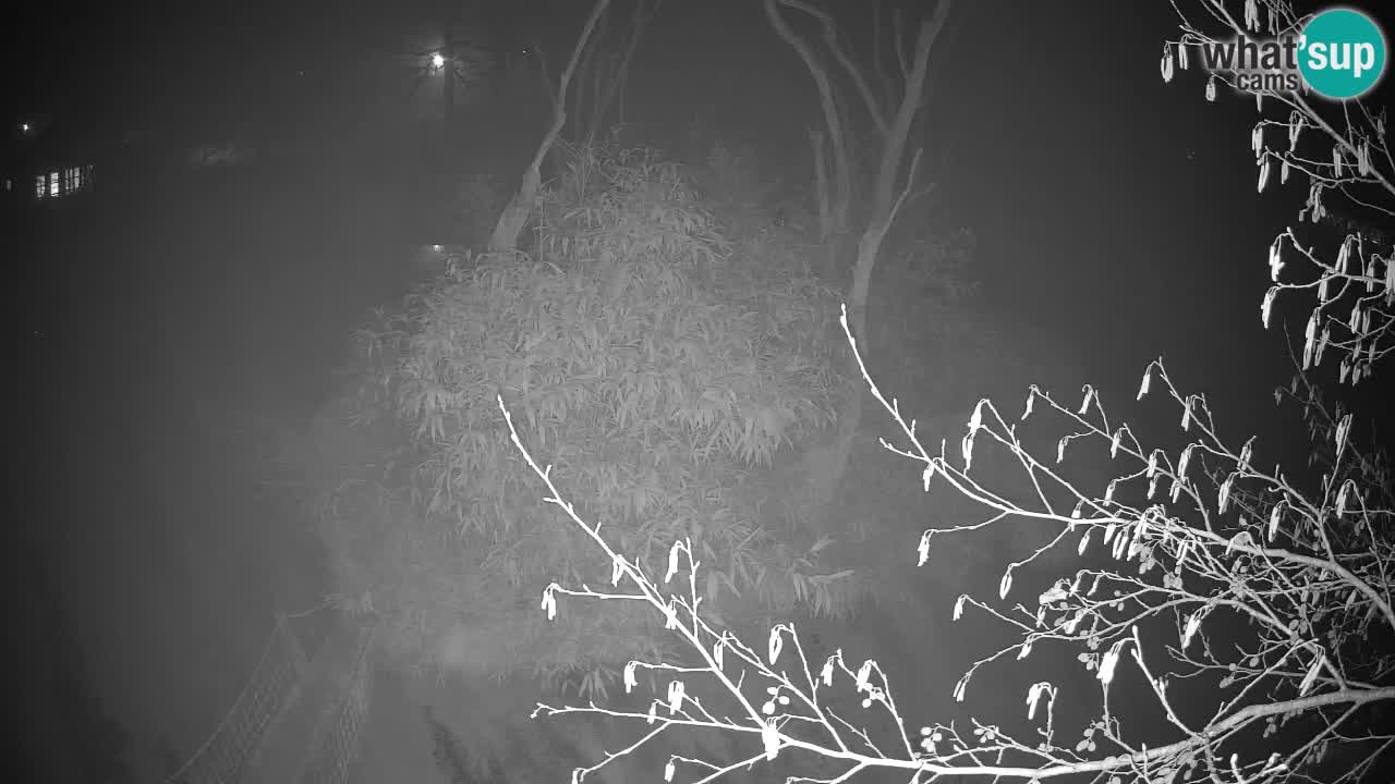 Südlicher Gelbwangen-Schopfgibbon Zoo Ljubljana webcam