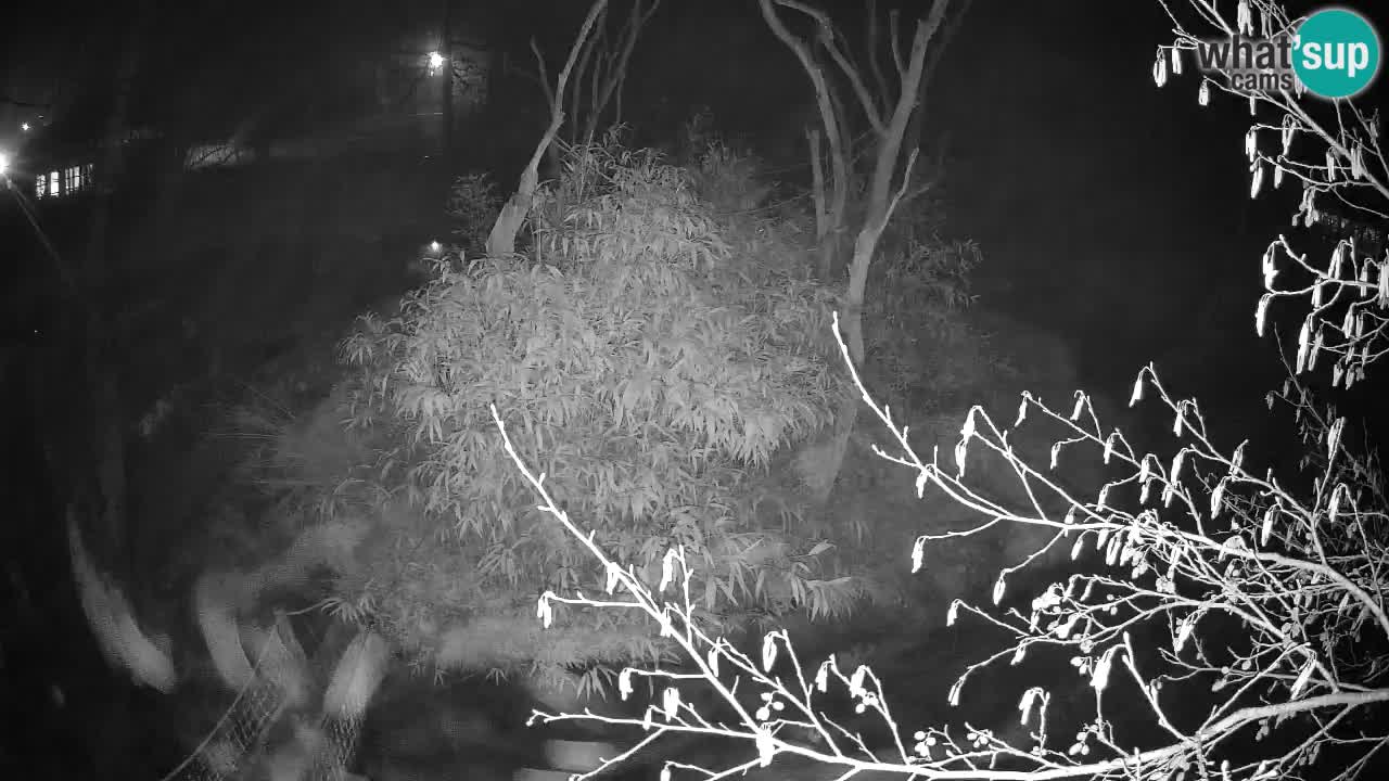 Südlicher Gelbwangen-Schopfgibbon Zoo Ljubljana webcam