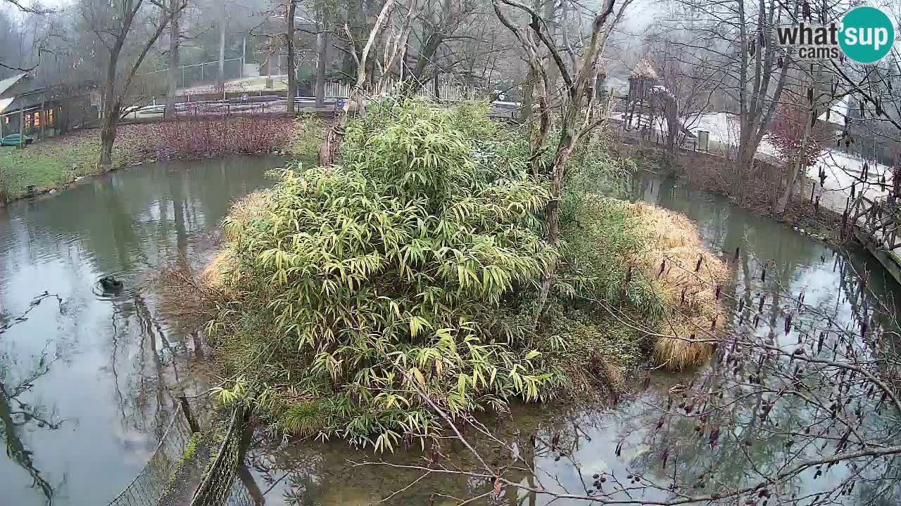 Zlatolični gibon živalski vrt Ljubljana