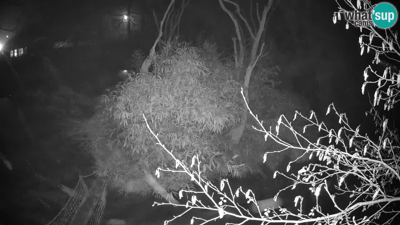 Südlicher Gelbwangen-Schopfgibbon Zoo Ljubljana webcam