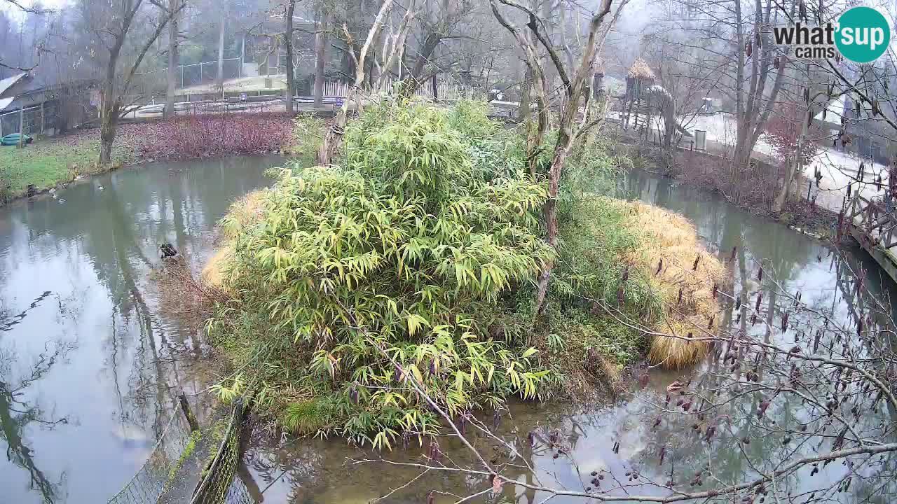Gibon – Nomascus gabriellae – Zoo Ljubljana web kamera