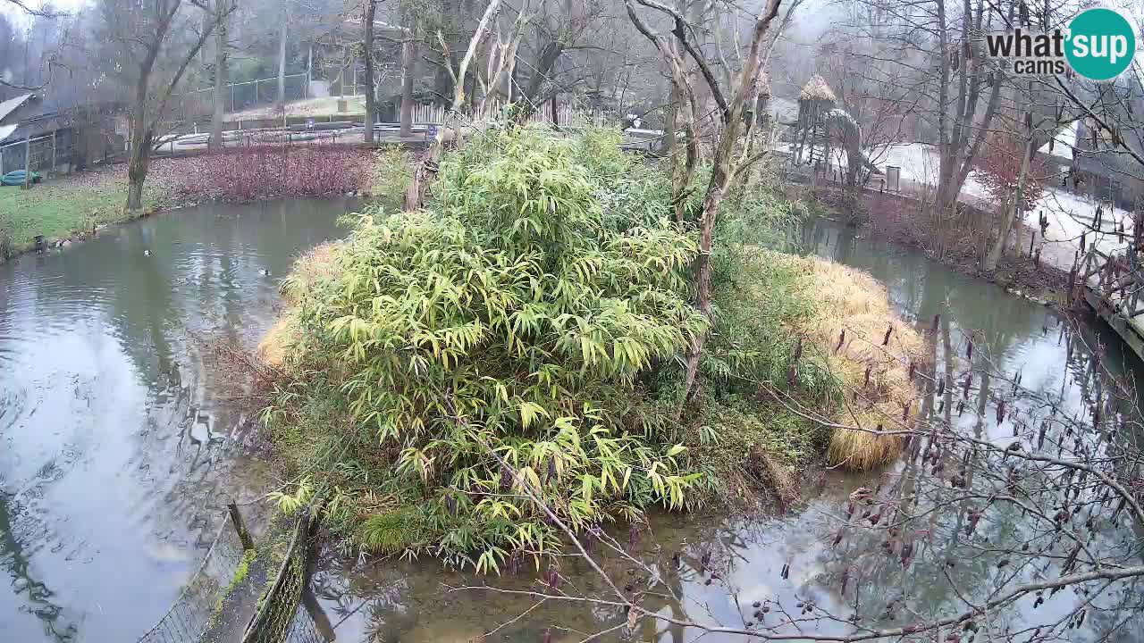 Yellow-cheeked gibbon Zoo Ljubljana livecam