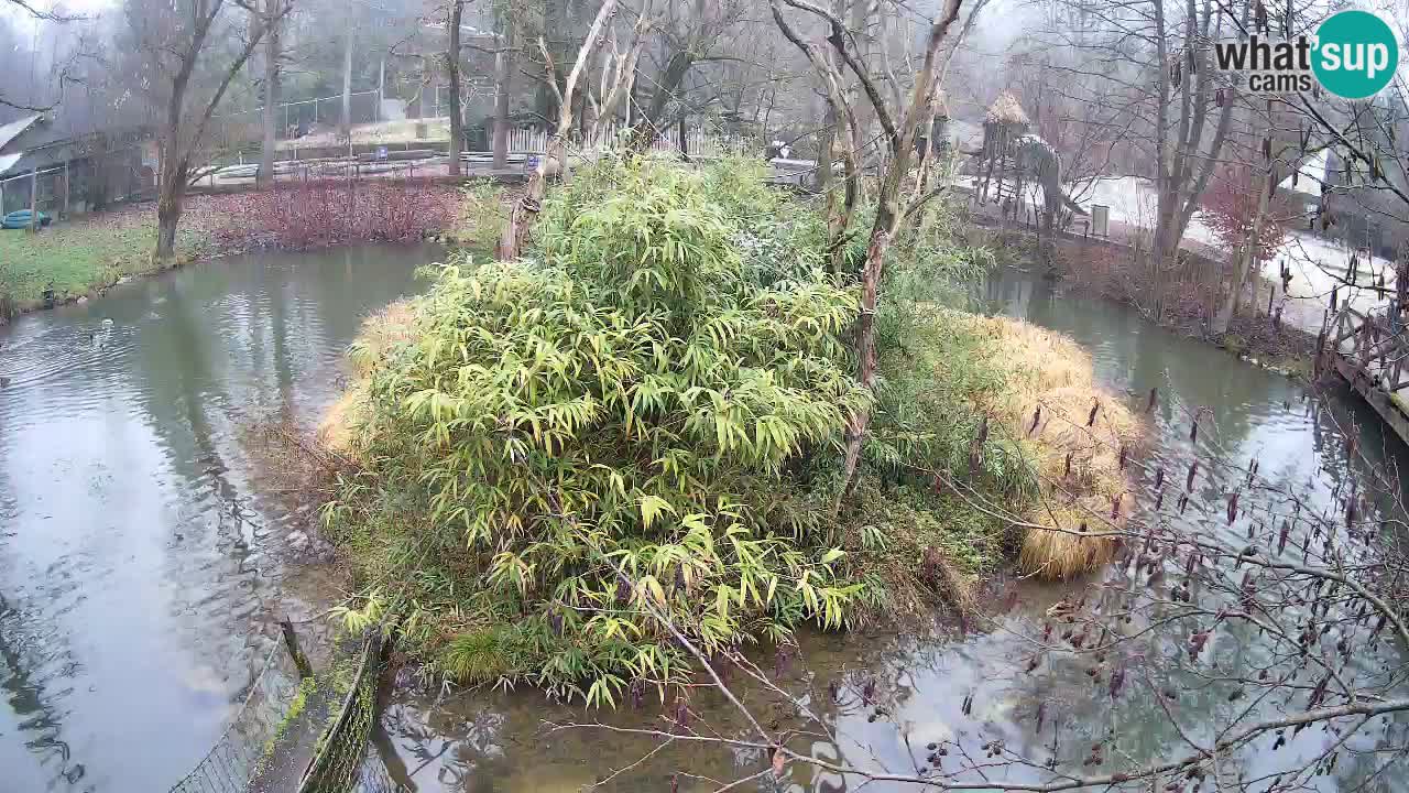 Gibon – Nomascus gabriellae – Zoo Ljubljana web kamera