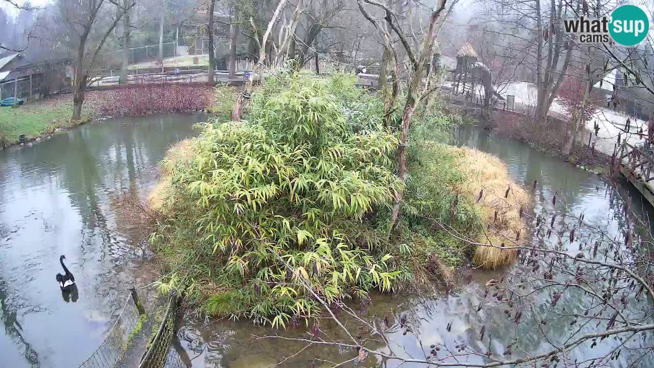 Yellow-cheeked gibbon Zoo Ljubljana livecam